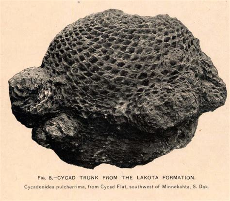 fossil cycad national monument